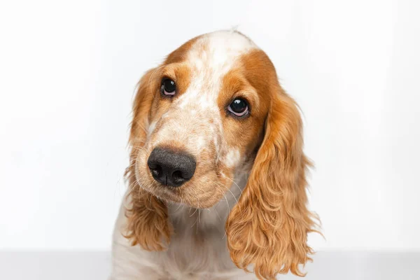 Close-up focinho de belo Cocker Spaniel cão devotamente olhando e implorando por comida isolada sobre fundo branco. — Fotografia de Stock