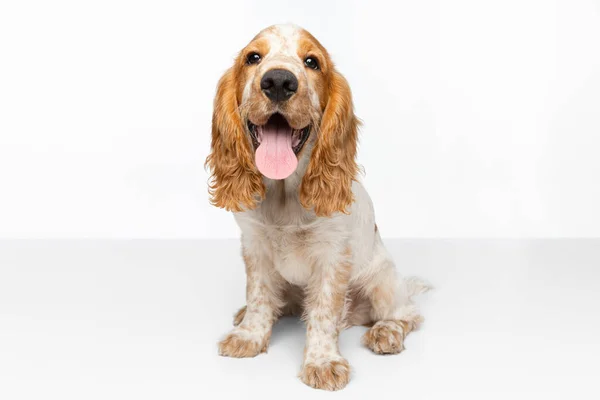 Słodkie i słodkie cocker spaniel pies z język wystaje siedzi odizolowany na białym tle — Zdjęcie stockowe