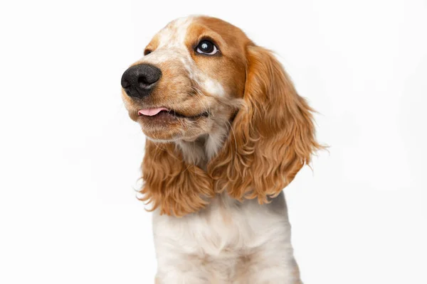 Close-up kaganiec ładny pies Cocker Spaniel patrząc w górę z językiem wystaje izolowany na białym tle. — Zdjęcie stockowe