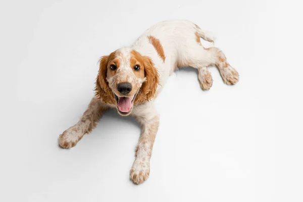 Mignon sourire Cocker Spaniel chien couché sur le sol et regardant vers le haut isolé sur fond blanc. Vue du dessus — Photo