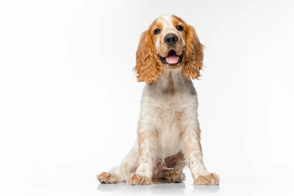 Mignon et doux Cocker Spaniel chien avec la langue qui sort assis isolé sur fond blanc — Photo