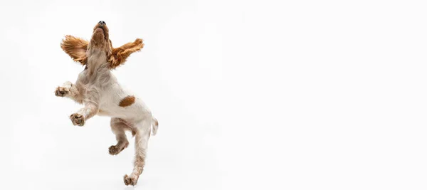 Juguetón juguetón Spaniel perro saltando y la captura de juguete aislado sobre fondo blanco. Jugando al perrito. Volante —  Fotos de Stock