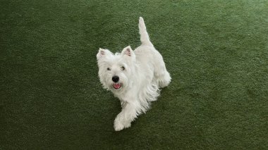 Yeşil çimlerin üzerinde yürüyen mutlu beyaz köpek. Reklam, sosyal medya ve veterinerlik içeriği için oyunculuk, arkadaşlık ve evcil hayvan yaşam tarzı kavramı.