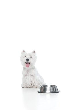 Beyaz köpek sabırla metal kasenin yanında bekliyor. Evcil hayvan mamaları, veterinerler ve yaşam tarzı reklamları için bakım, disiplin ve rutin kavramı.