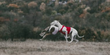 Greyhounds, çim tarlasında tuzak kurma yarışında hızla koşuyor. Köpek sporu, hayvan eğitimi, yarış performansı, açık hava hareketi ve profesyonel yarışma fotoğrafçılığı kavramı.