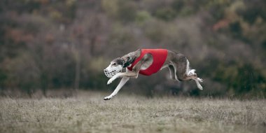 Kırmızı yelekli tek bir tazı açık alanda koşuyor. Odaklanma, çeviklik, tuzak kurma, açık hava yarışması ve atletik hayvan fotoğrafçılığı kavramı..