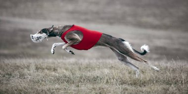 Kırmızı yelekli tazı, tuzak kurma etkinliği sırasında kırsal alanda koşuyor. Rekabetçi ruh, hayvan eğitimi, hareket hassasiyeti ve açık hava hız yarışması kavramı.