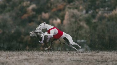 Açık yolda kırmızı ve beyaz yeleklerle birlikte yarışan iki av köpeği. Rekabet, takım çalışması ve rekabet, hareket çalışması ve spor markalaşması kavramı.