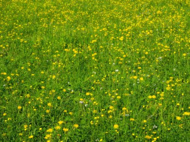 yeşil çimen dokusu arkaplanı