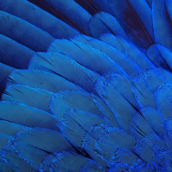 Bird's feathers background — Stock Photo, Image