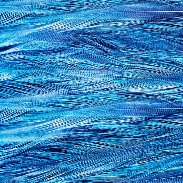 Kuşun tüyleri arka plan