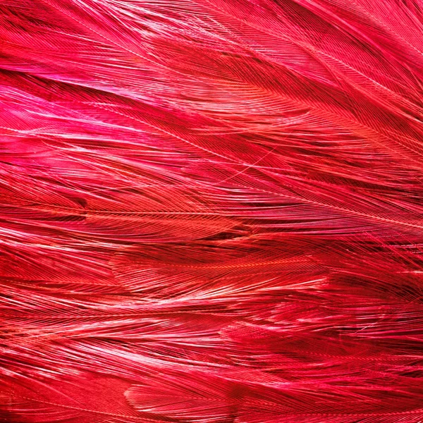 Kuşun tüyleri arka plan