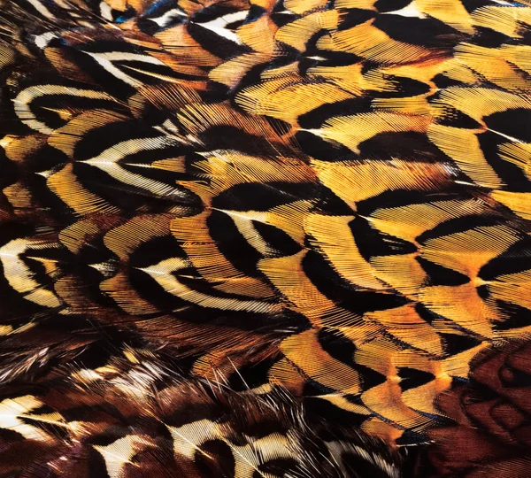 Kuşun tüyleri arka plan