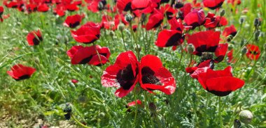 Baharda büyük kırmızı haşhaş