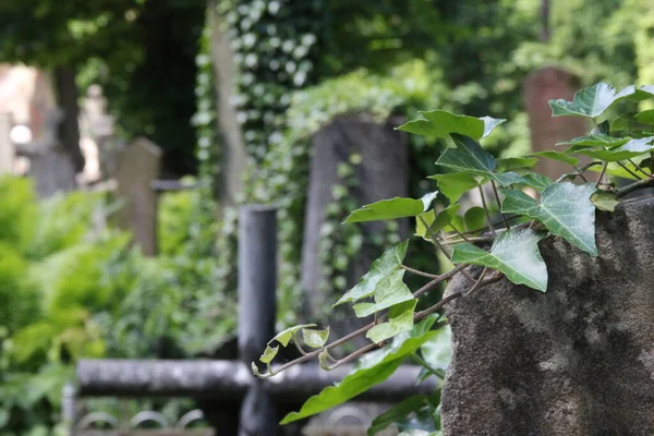 Pianta Rampicante Verde Con Foglie Sullo Sfondo Croci Nel Cimitero — Foto Stock