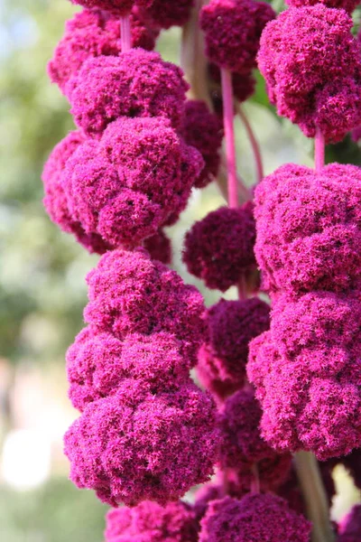 紫色のブルゴーニュの花 アマランスの開花植物 — ストック写真