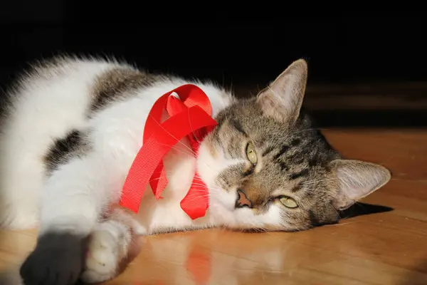 Kot Leżący Podłodze Pełnym Słońcu — Zdjęcie stockowe