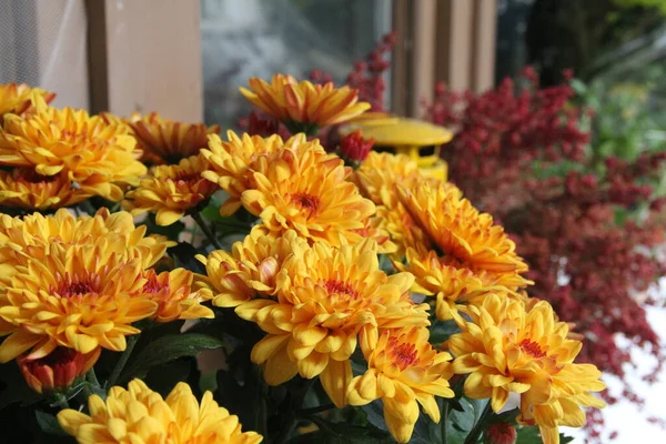 Chrysanthèmes Jaunes Dans Centre Rouge Feuilles Vertes — Photo