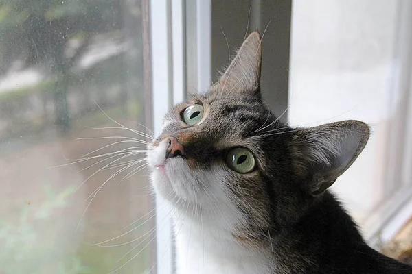 Gato Com Olhos Grandes Sentado Junto Janela — Fotografia de Stock