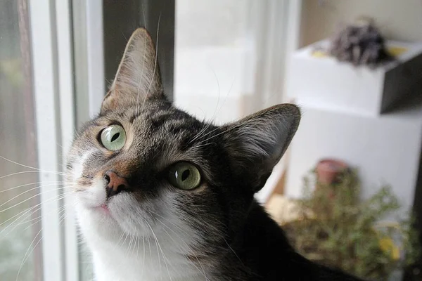 Gato Com Olhos Grandes Sentado Junto Janela — Fotografia de Stock