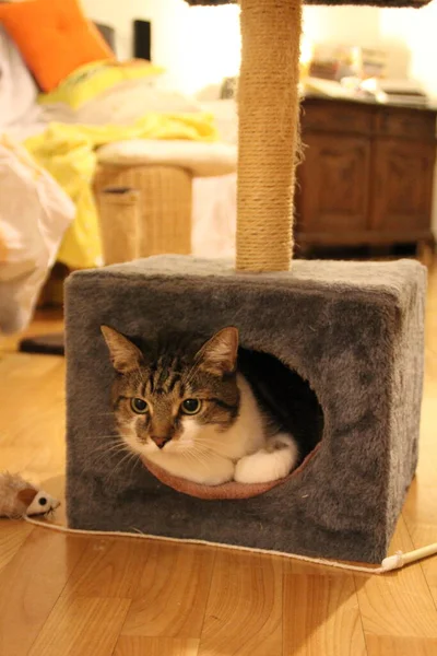 Gato Sentado Sua Casa Cão Brilhante Fundo — Fotografia de Stock