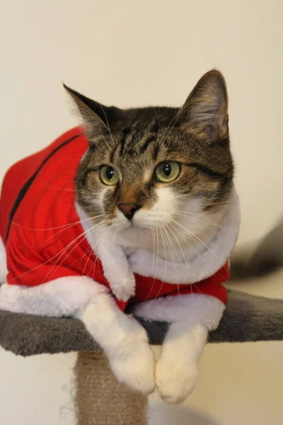 a cat sitting on its scratching post, wearing a Santa suit