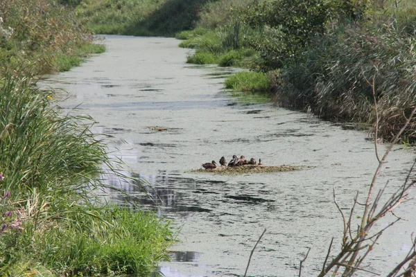 Patos Empoleirados Uma Pequena Ilha Rio Coberto Com Ervas Daninhas — Fotografia de Stock