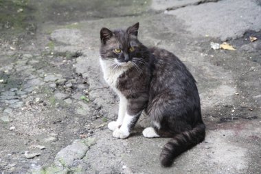 Önünde beyaz bir leke olan koyu gri kedi kaldırımda oturuyor.