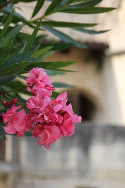 Blommande Rosa Oleander Med Gröna Blad Och Suddig Bakgrund — Stockfoto