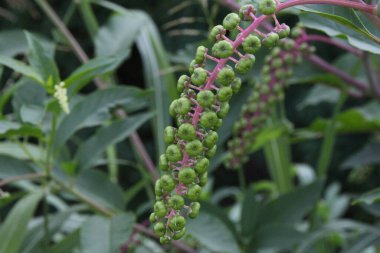 Dal üzerinde yeşil tomurcukları olan yeşil bir bitki.