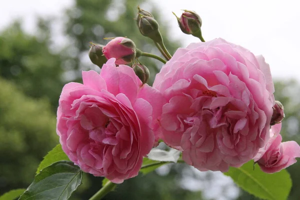 Дві Повноквіткові Рожеві Троянди Молодими Бутонами Бік Стокове Фото