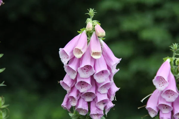 Fleurs Roses Des Bleuets Sur Une Tige Une Plante Fleurs — Photo