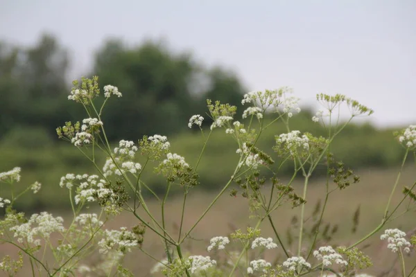 Floraison Petites Fleurs Blanches Dans Champ Plantes Sauvages Prairie — Photo