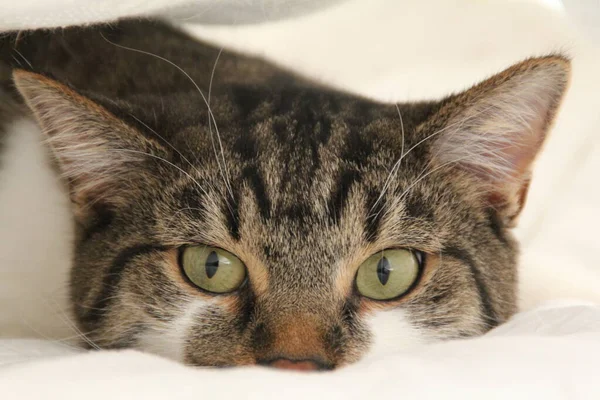 Kot Leżący Jasnej Pościeli Zielonymi Żółtymi Oczami Kot Brązowymi Prążkowanymi — Zdjęcie stockowe