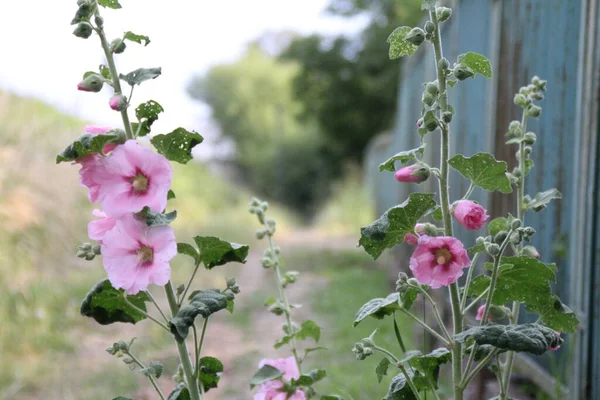 Fényes Rózsaszín Mályvacukor Virágok Kerítés Mellett Mellett Rügyek Levelek — Stock Fotó