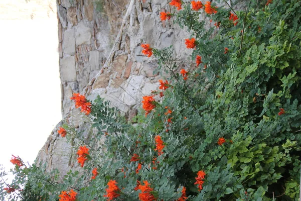 Arbustos Florescentes Flores Uma Sebe Parede Pedra Coberta Com Vegetação — Fotografia de Stock