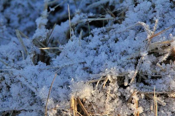 Sneeuw Droog Gras Natte Sneeuw Wintertijd — Stockfoto