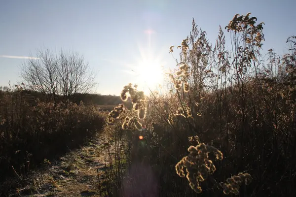 Plantas Secas Campo Hierbas Secas Hierbas Invierno Luz Que Ilumina — Foto de Stock