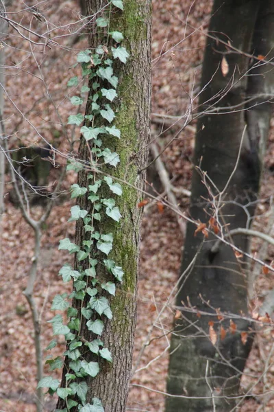 Ağacın Etrafındaki Yeşil Dağcı Ağaç Gövdesinde Büyüyen Sarmaşık Yeşil Tırmanma — Stok fotoğraf