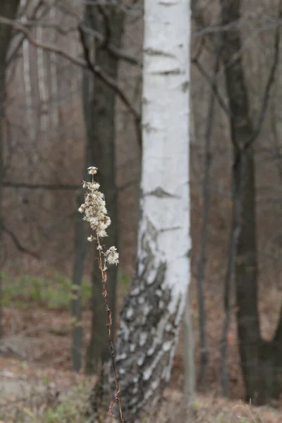 dry plant in the forest, dried flower in the forest against the background of a white birch trunk, forest with trees