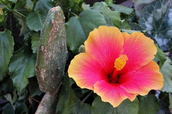 Colorful Hibiscus Pink Yellow Hibiscus Flower Beautiful Petals Large Flower — Stock Photo, Image