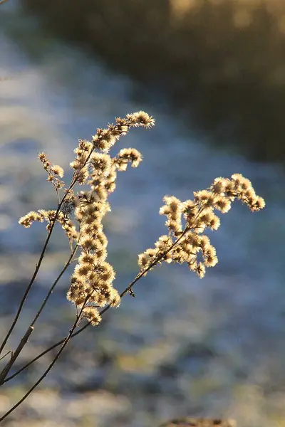 Suchá Rostlina Suchý Květ Podzimním Období Větvičky Suchými Květy — Stock fotografie