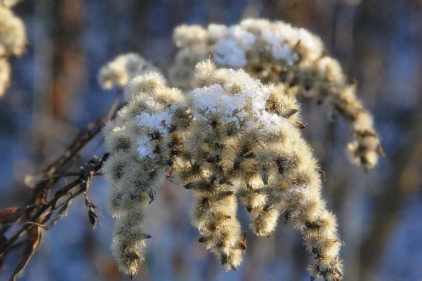 Una Pianta Secca Fiore Essiccato Nella Stagione Autunnale Ramoscelli Con — Foto Stock