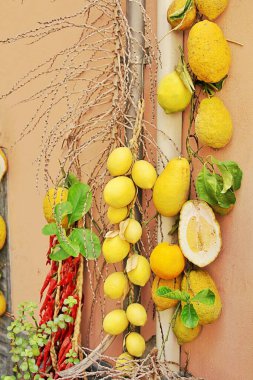 a wreath of normal lemons and lemons with a thick skin, bergamot, peppers and lemons suspended on a pipe