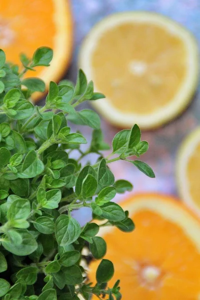 Zelené Listy Čerstvého Oregána Rozmazaném Pozadí Talíři Pomeranče Citronu — Stock fotografie