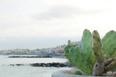 Eski yeşil kaktüs ve arka planda Sicilya sahiline yakın evleri olan bir koy.