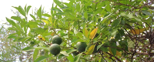 Limoeiro Fruto Visco Folhas Verdes Limoeiro — Fotografia de Stock