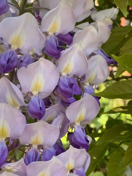 long hanging purple wisteria flower cascades, purple wisteria, profusely flowering purple wisteria tree, purple and white flowers