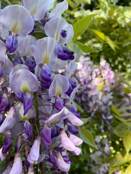 long hanging purple wisteria flower cascades, purple wisteria, profusely flowering purple wisteria tree, purple and white flowers