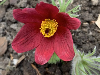 Sarı merkezli kırmızı çiçek, içinde polen, bir çiçeğin makro fotoğrafı, kırmızı yapraklı bir bitki.